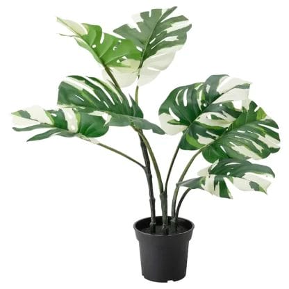 Pianta(MONSTERA BIANCO)